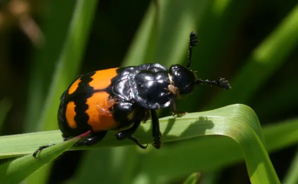 Escarabajo enterrador común