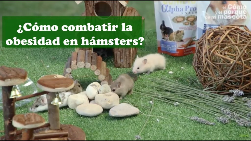 el hamster es gordo como notarlo y lidiar con la obesidad del roedor