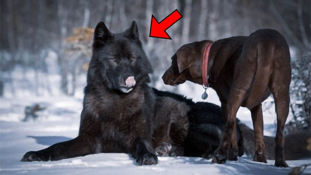 el perro lobo de kunming de animal militar a perro de compania