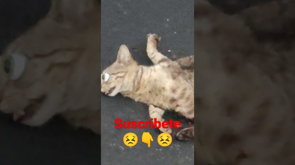 gato atropellado en la calle que hacer y con quien contactar