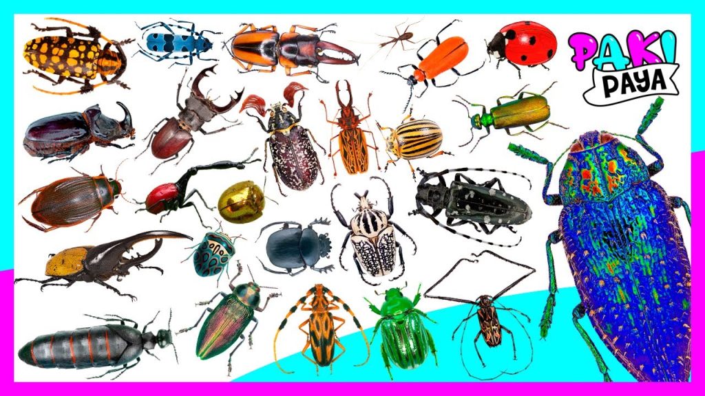 tipos de escarabajos imagenes y nombres