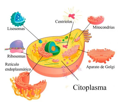 Citoplasma