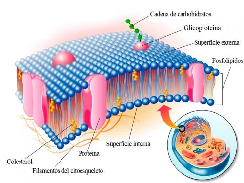 Estructura de la membrana plasmática