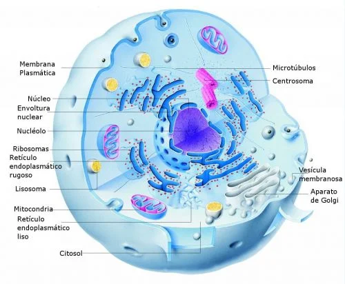 Partes de la célula animal y sus funciones
