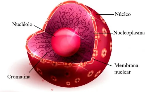 estructura nucleo celula
